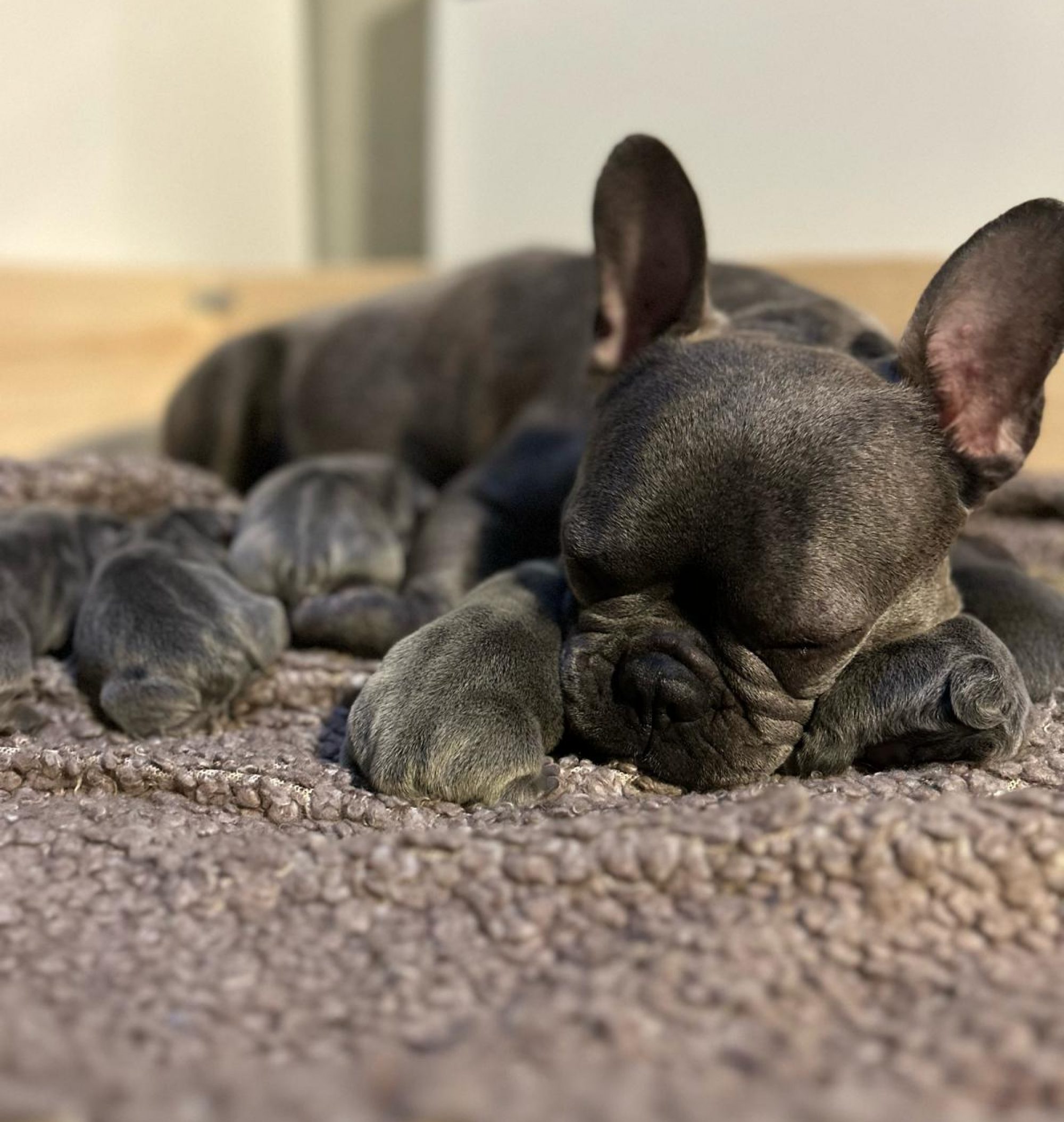 Über uns – Life is better with a French bulldog